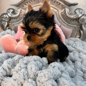 Yorkshire Terrier puppy on fluffy gray blanket.