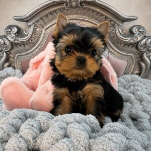 Yorkshire Terrier puppy on a decorative bed.