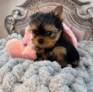 Yorkshire Terrier puppy on luxurious blanket.