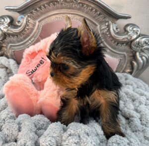 Yorkshire Terrier puppy on plush blanket.