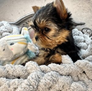 Yorkie puppy cuddling with a plush toy.