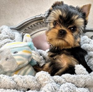 Yorkie puppy with plush toy on blanket.