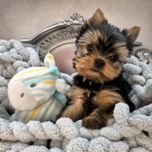 Yorkshire Terrier puppy with plush toy.