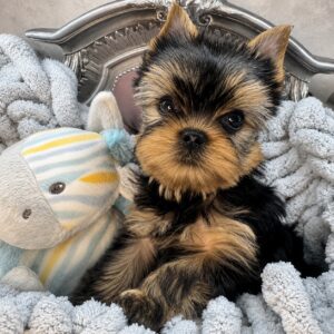 Yorkshire Terrier puppy with plush toy.