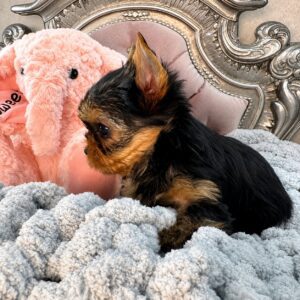 Yorkshire Terrier puppy with pink elephant toy.