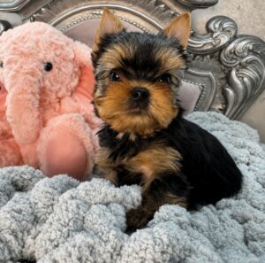 Yorkshire terrier puppy with pink elephant toy.