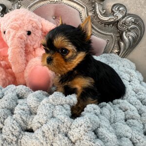 Yorkie puppy sitting with pink teddy elephant.