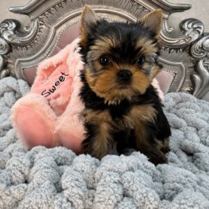 Yorkshire Terrier puppy on plush blanket.
