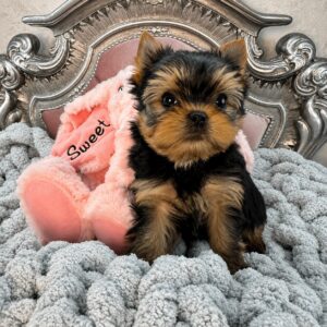 Yorkshire Terrier puppy with pink plush toy.