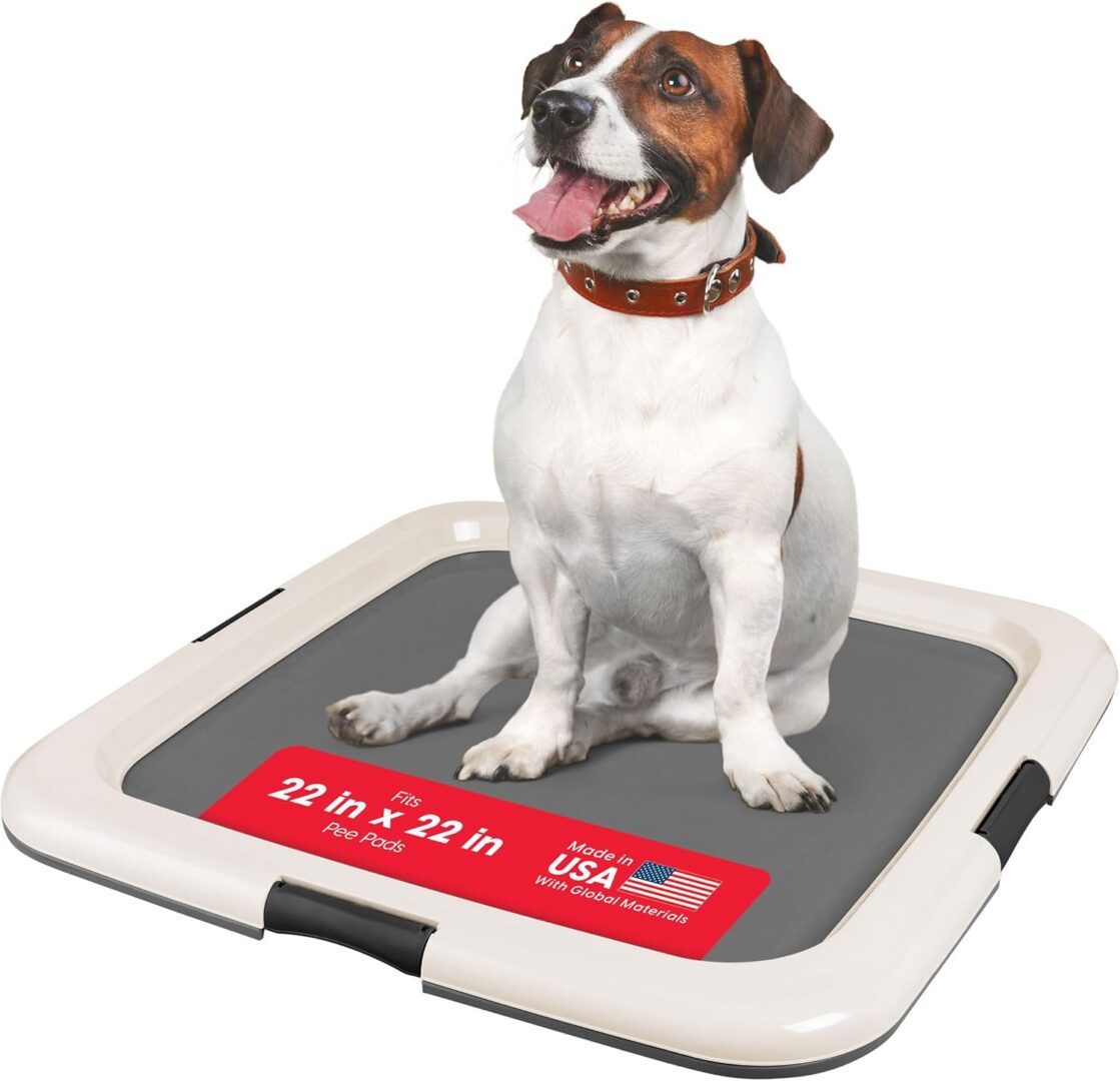 Dog sitting on a pet training pad.