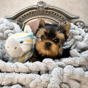 Yorkshire Terrier puppy with plush toy.