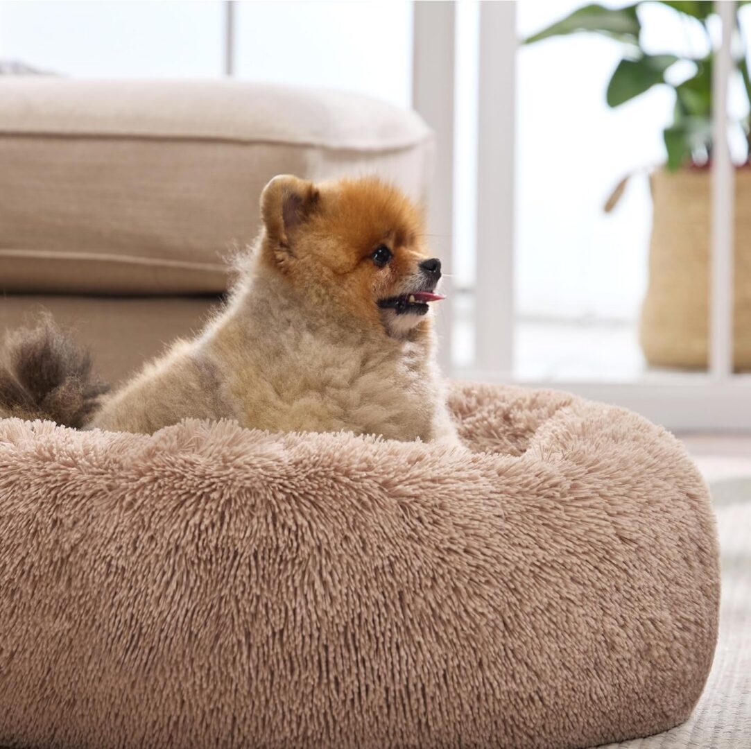 Fluffy dog sitting in a cozy bed.