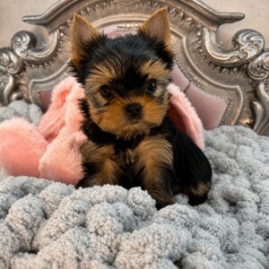 Yorkshire Terrier puppy on a plush blanket.