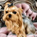 Yorkshire Terrier on ornate pink chair.
