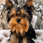 Yorkshire Terrier with a decorative bow.