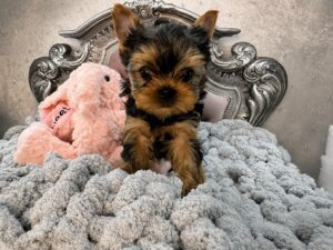 Yorkshire Terrier puppy on ornate bed.