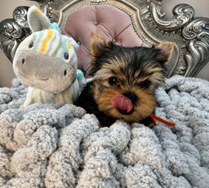 Yorkie puppy with stuffed toy on blanket.