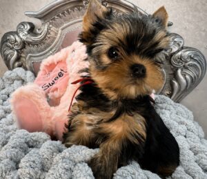 Yorkshire Terrier puppy with plush toy.