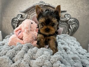 Yorkshire Terrier puppy on plush gray blanket.