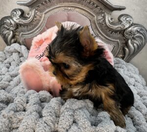 Yorkshire Terrier puppy on plush blanket.