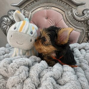 Yorkie puppy with plush toy on blanket.