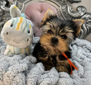 Yorkie puppy with striped stuffed toy.