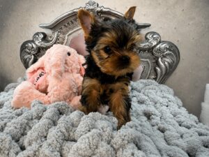 Yorkie puppy on plush bed with toy.