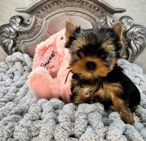 Yorkshire Terrier puppy on ornate chair.
