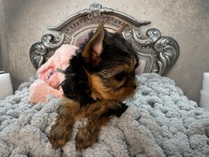 Yorkshire Terrier puppy on ornate silver bed.