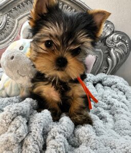 Yorkie puppy with a plush hippo toy.