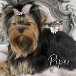Yorkshire Terrier on elegant chair with bows.