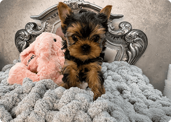 Yorkie puppy on bed with stuffed toy.