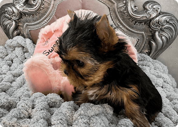 Yorkshire Terrier puppy on cozy blanket.