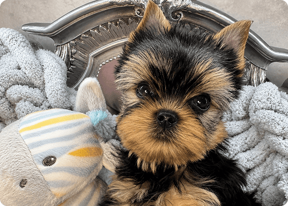 Yorkshire Terrier puppy with plush toy.
