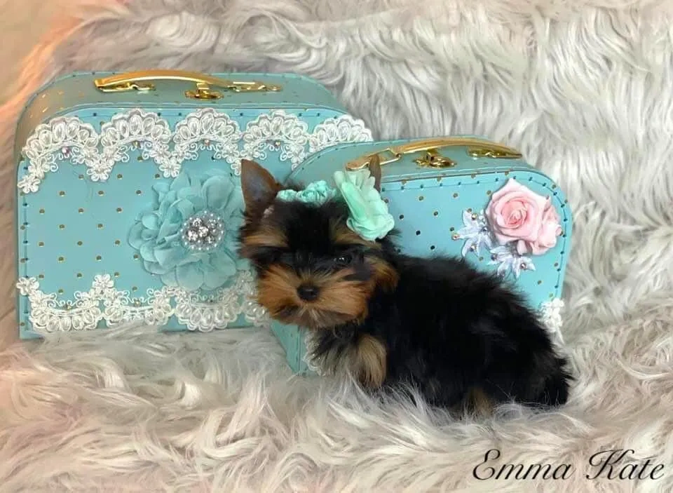 Yorkie puppy with decorative blue suitcases.