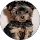 Cute fluffy puppy with a curious expression.