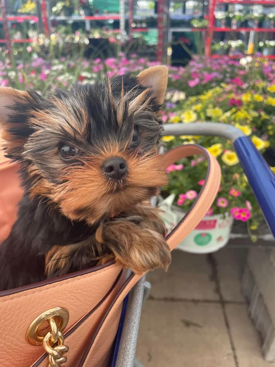 Yorkshire Terrier in a bag, surrounded by flowers.