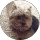 Small dog with fluffy fur in circle.