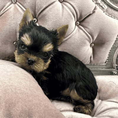 Yorkshire Terrier puppy on a plush chair.