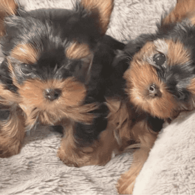 Two adorable Yorkshire Terrier puppies lying together.