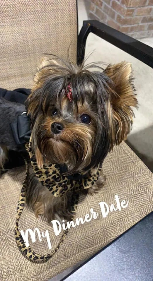 Yorkshire Terrier wearing leopard print harness.