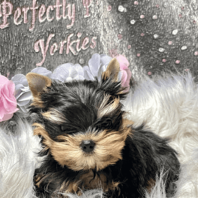 Yorkshire Terrier puppy on fluffy blanket.