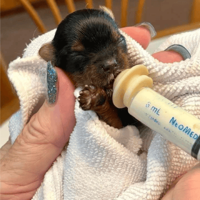Tiny puppy being bottle-fed with syringe.