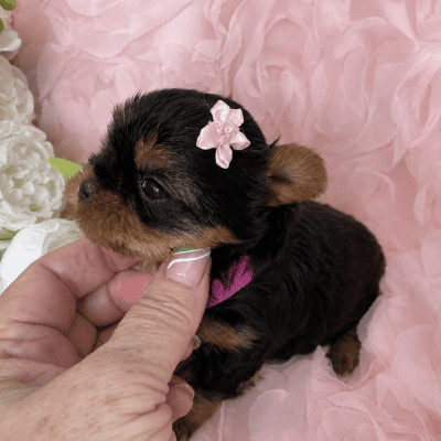 Yorkie puppy with pink bow and flowers.