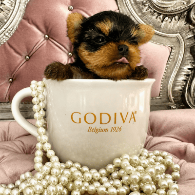 Puppy in cup surrounded by pearls.