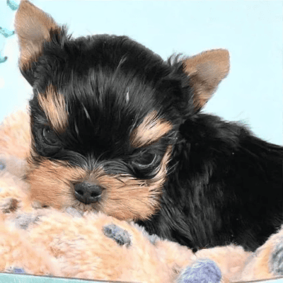 Small puppy resting on a soft blanket.