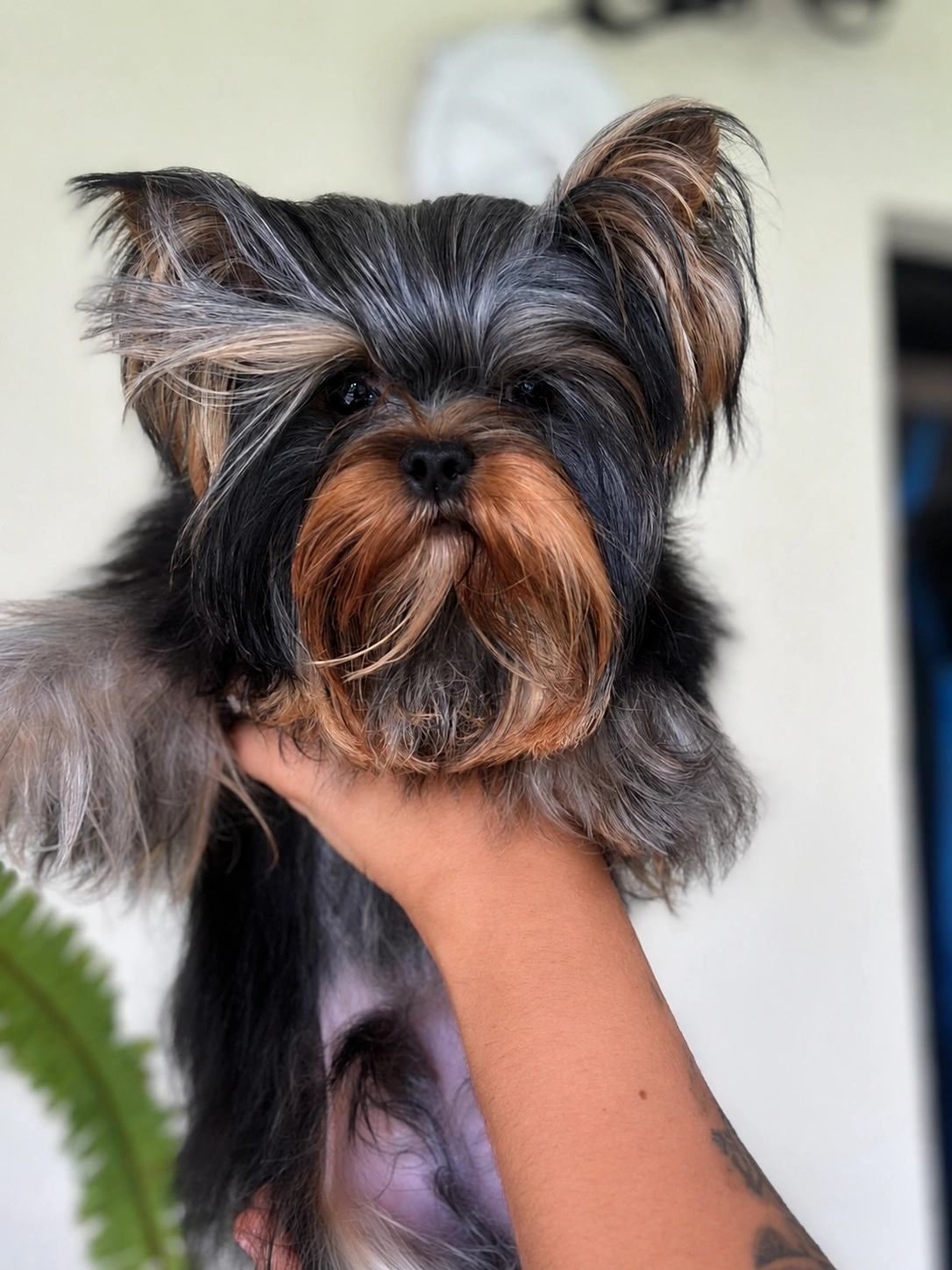 Yorkshire Terrier held up by a hand.
