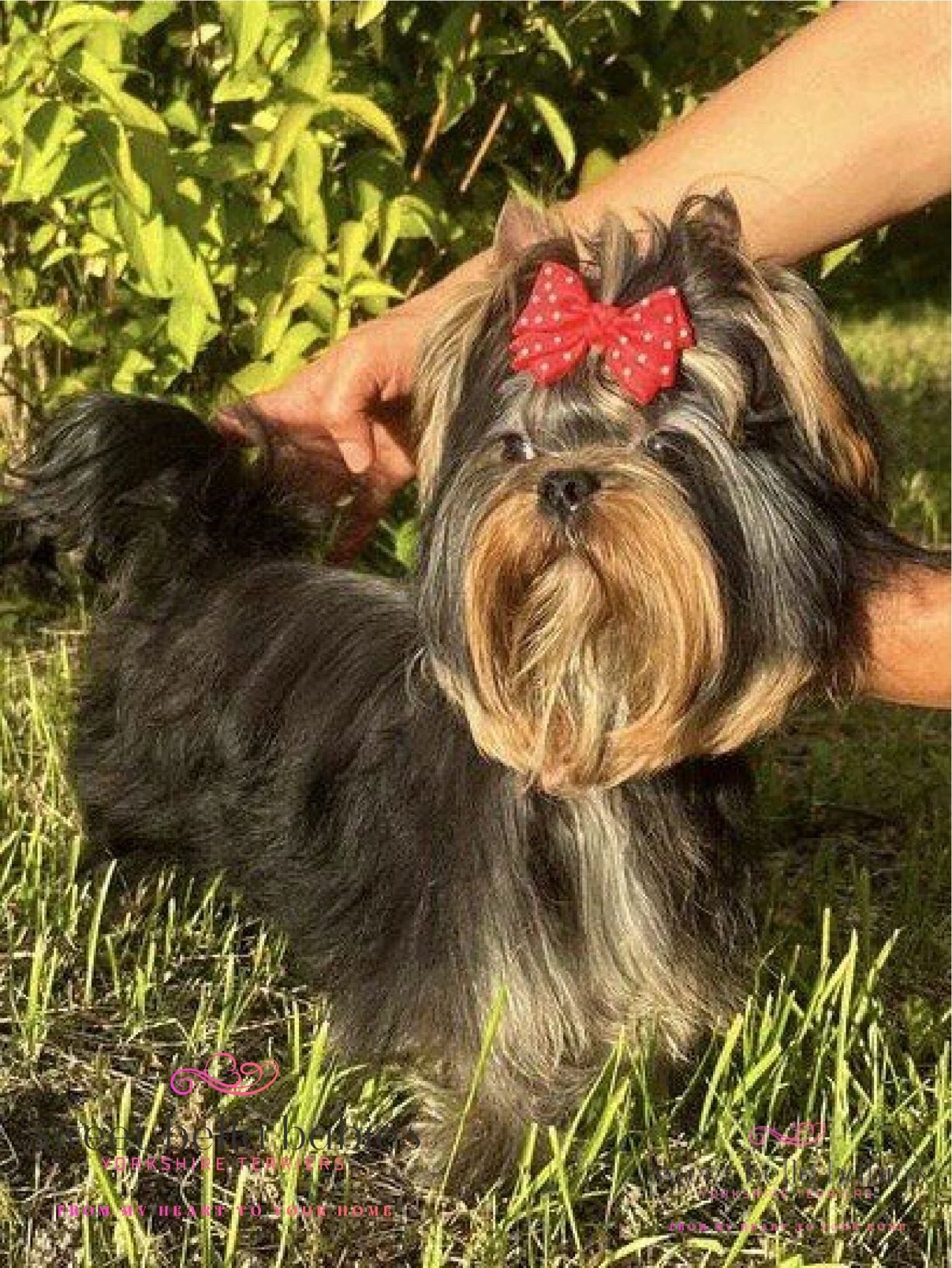Yorkshire Terrier with red bow on grass.