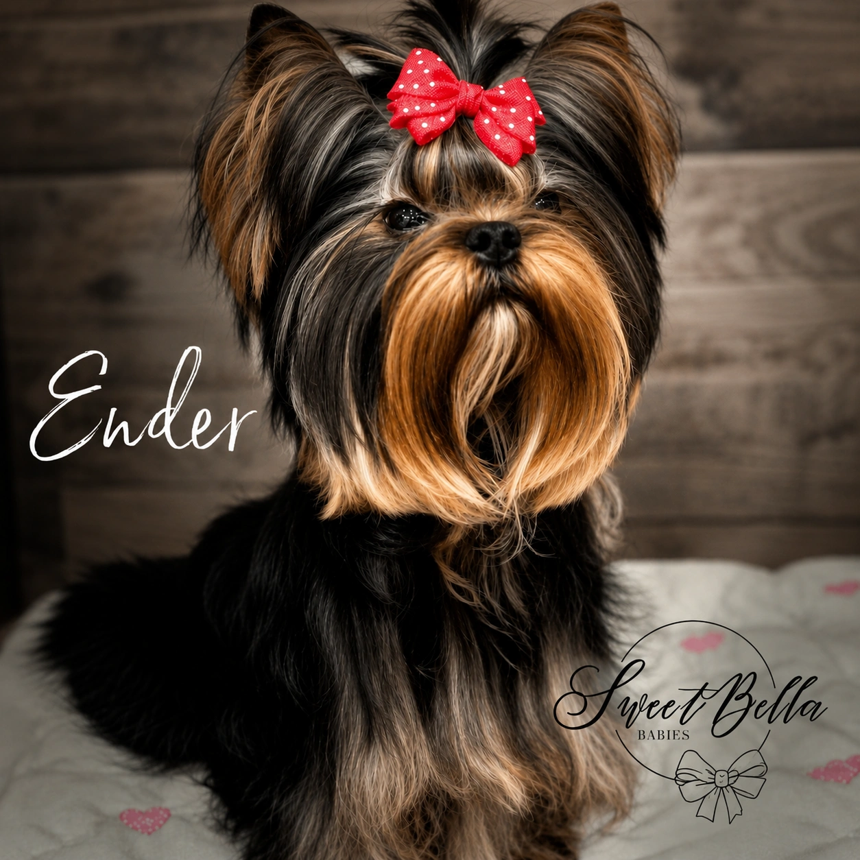 Yorkshire Terrier with red bow on head.
