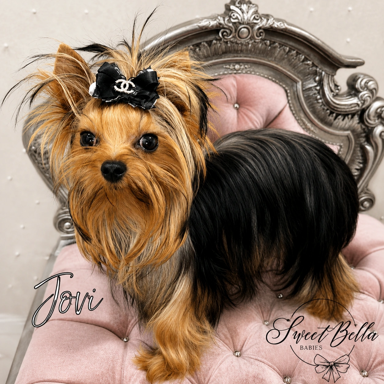 Yorkie with bow on elegant pink chair.